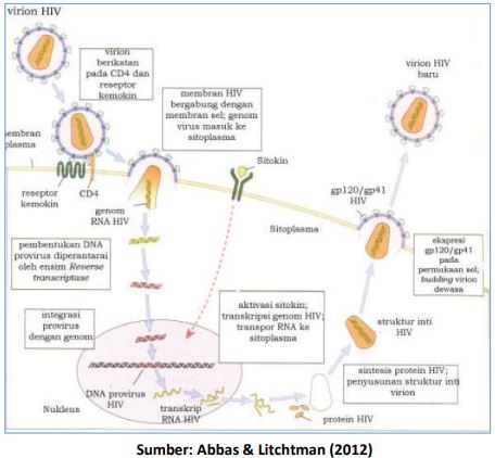 siklus hidup virus HIV