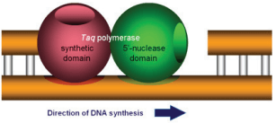 A representation of Taq DNA polymerase. Each colored
