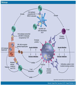 Interaksi Virus dengan Imun Pejamu Selama Infeksi HCV Akut dan Kronik