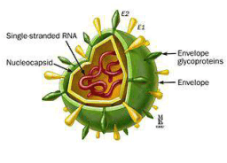 Morfologi Virus Hepatitis C E1, E2, Envelope Glycoproteins
