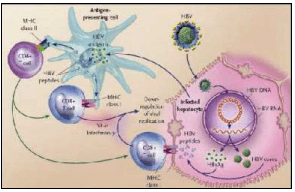 Patogenesis Imun pada Virus Hepatitis B