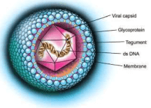 Struktur Human Cytomegalovirus