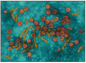 Virus Hepatitis B (HBV)