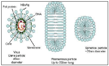 struktur virus hepatitis b
