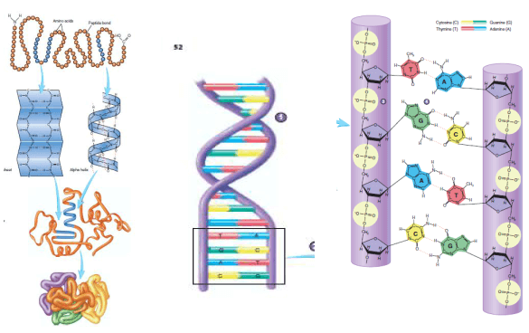 DNA (Deoxyribonucleic Acids) 