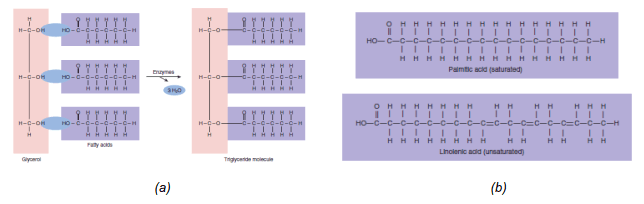 Beberapa model gugus kimia varian lemak, (a) Trigliserida dan (b) Asam lemak