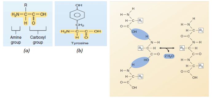 Struktur dasar protein dan model ikatan dengan struktur yang lain.