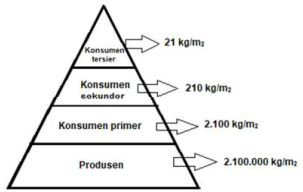 Gambar Piramida Ekologi