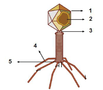 Berikut yang ini virus filamen adalah berbentuk bermacam-macam, virus bentuk Mengenal Pengertian