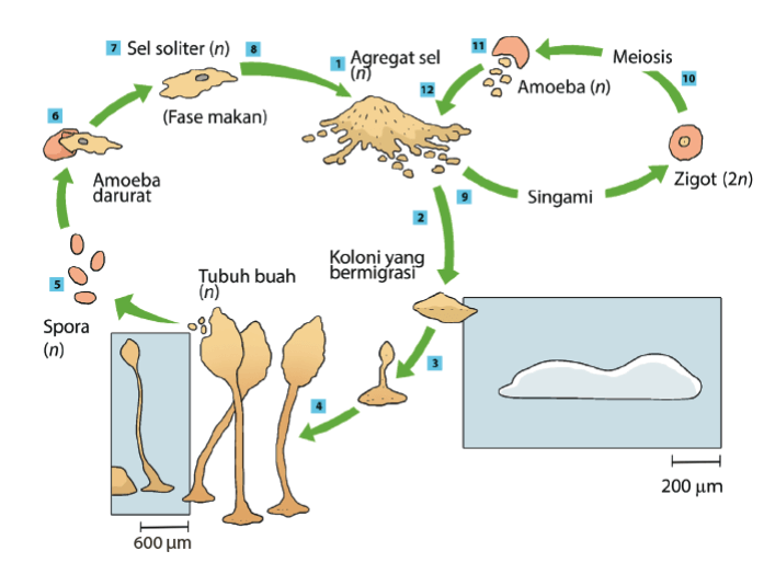 Oomycota contoh Jamur Air