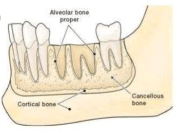 Tulang Alveolar