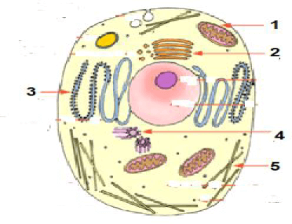 skema sebuah sel hewan