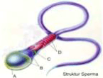 Bagian yang berfungsi sebagai pelindung dan menghasilkan enzim pada gambar struktur sperma diatas, ditunjukkan oleh kode huruf apa