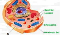 Organel berlabel X pada gambar sel