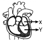 gambar jantung