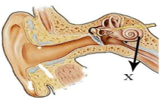 Fungsi dari X pada gambar bagian telinga
