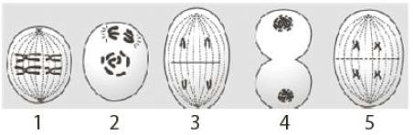 Berdasarkan tahapan pada meiosis, anafase I ditunjukkan oleh gambar
