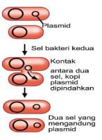 gambar cara reproduksi bakteri