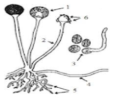 fungi dari jenis Rhizopus stolonifer, karena memiliki stolon