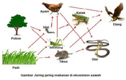 Gambar jaring-jaring makanan di ekosistem sawah