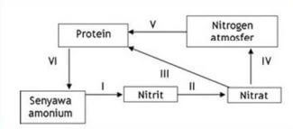 Gambar diagram daur nitrogen.