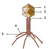 gambar struktur bakteriofage