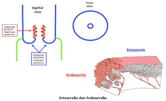 Ectoserviks dan Endoserviks
