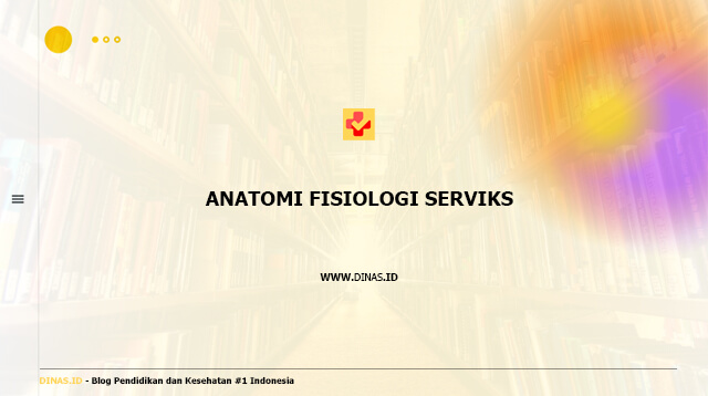 anatomi fisiologi serviks
