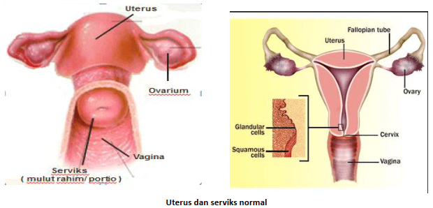 Uterus dan serviks normal 