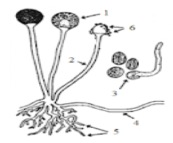 fungi dari jenis Rhizopus stolonifer