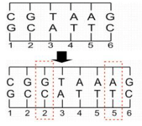 Mutasi yang terjadi pada sepotong DNA