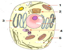 Gambar skema sebuah sel hewan