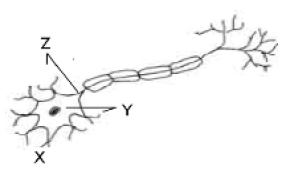 gambar neuron