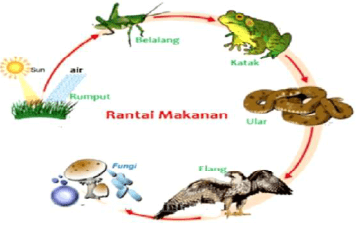 Gambar skema rantai makanan di suatu ekosistem