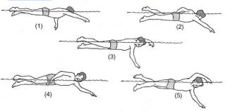 Teknik gerakan yang lebih dominan digunakan dalam renang gaya bebas yaitu gerakan