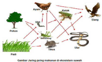 Gambar jaring-jaring makanan di ekosistem sawah