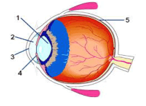 Bagian mata yang berfungsi mengatur banyak sedikitnya cahaya yang masuk ke mata
