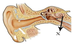 Fungsi dari X pada gambar bagian telinga adalah