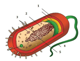struktur sel bakteri