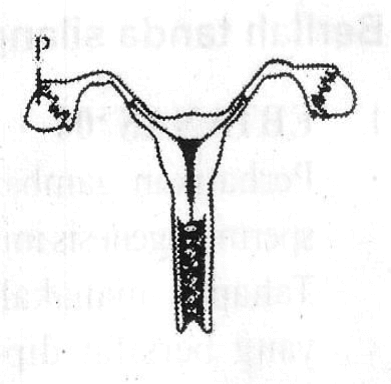 gambar organ reproduksi wanita