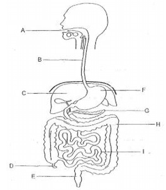 saluran pencernaan