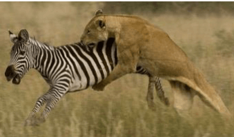 Singa dapat menangkap mangsanya karena dapat bergerak lebih cepat dan gesit